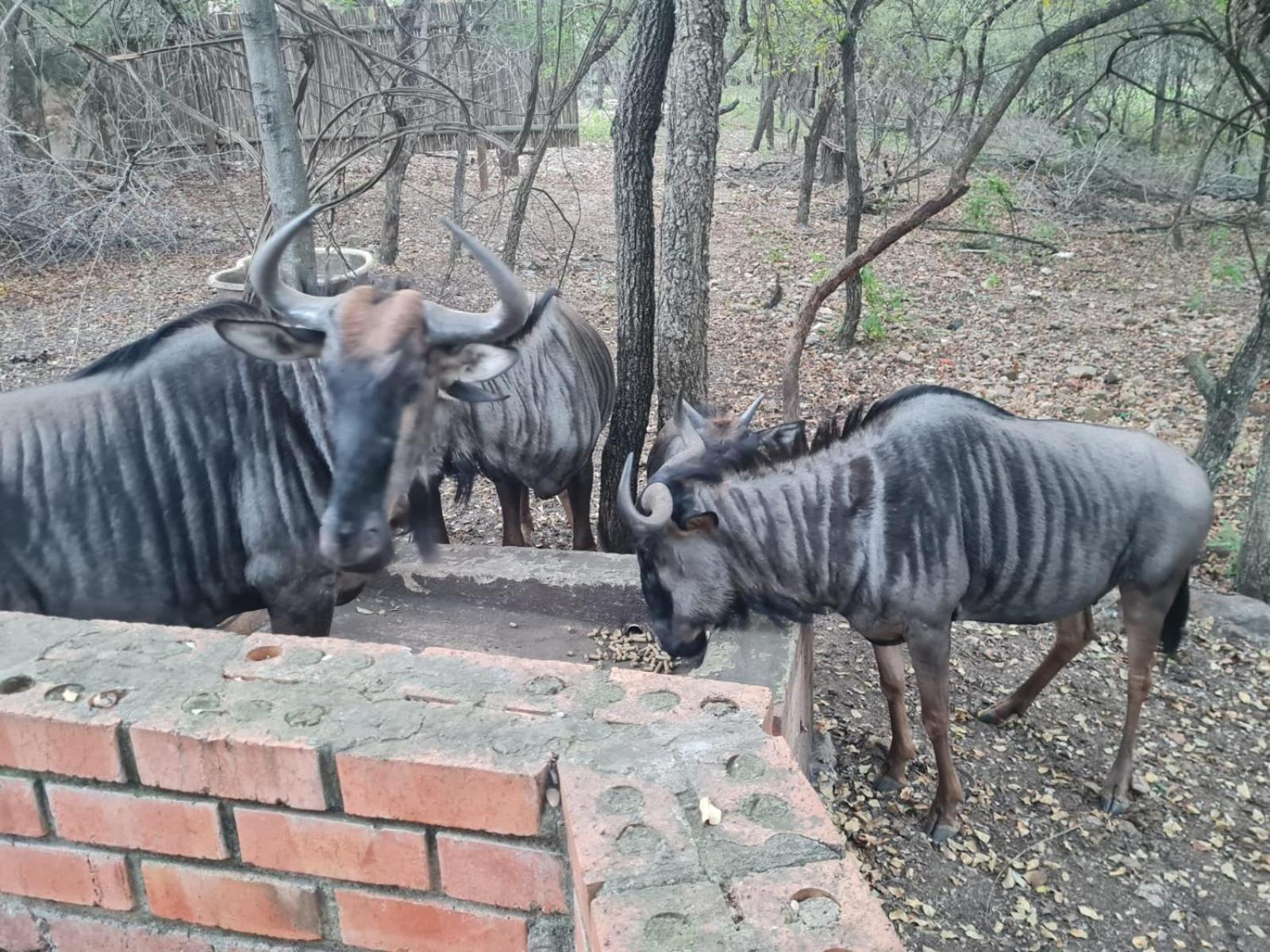 Singwe Private Safari Lodge Kruger Marloth Park Dış mekan fotoğraf